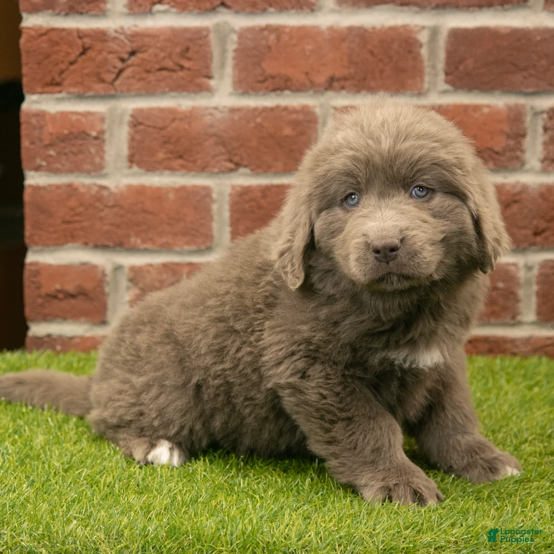 Newfoundland dogs for sale: Jasmine - Ad 3