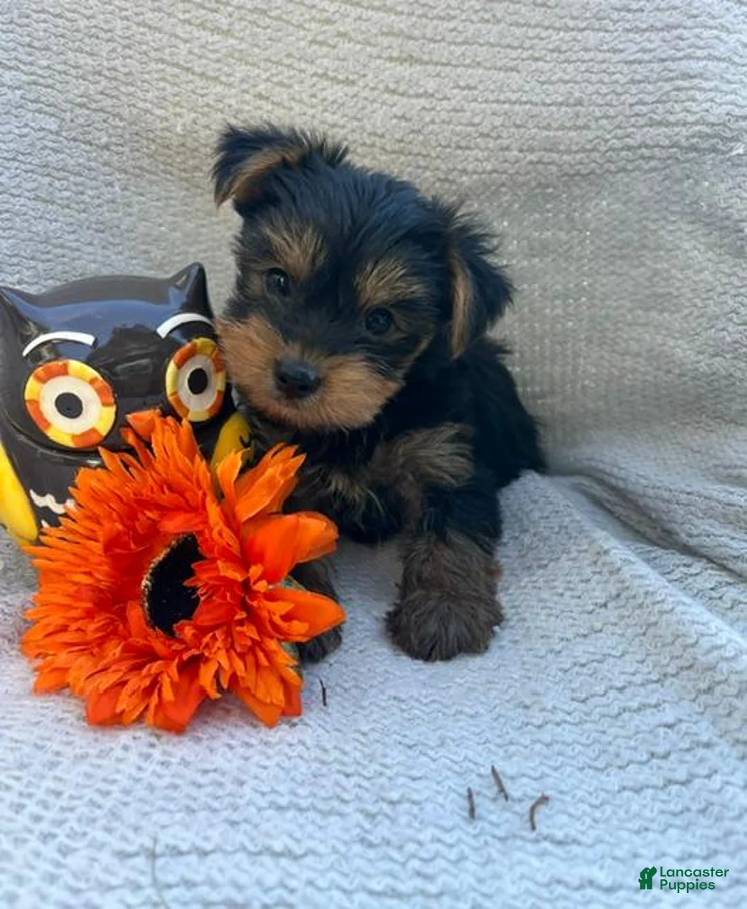 Yorkshire Terrier dogs for sale: Wonka - Ad 3