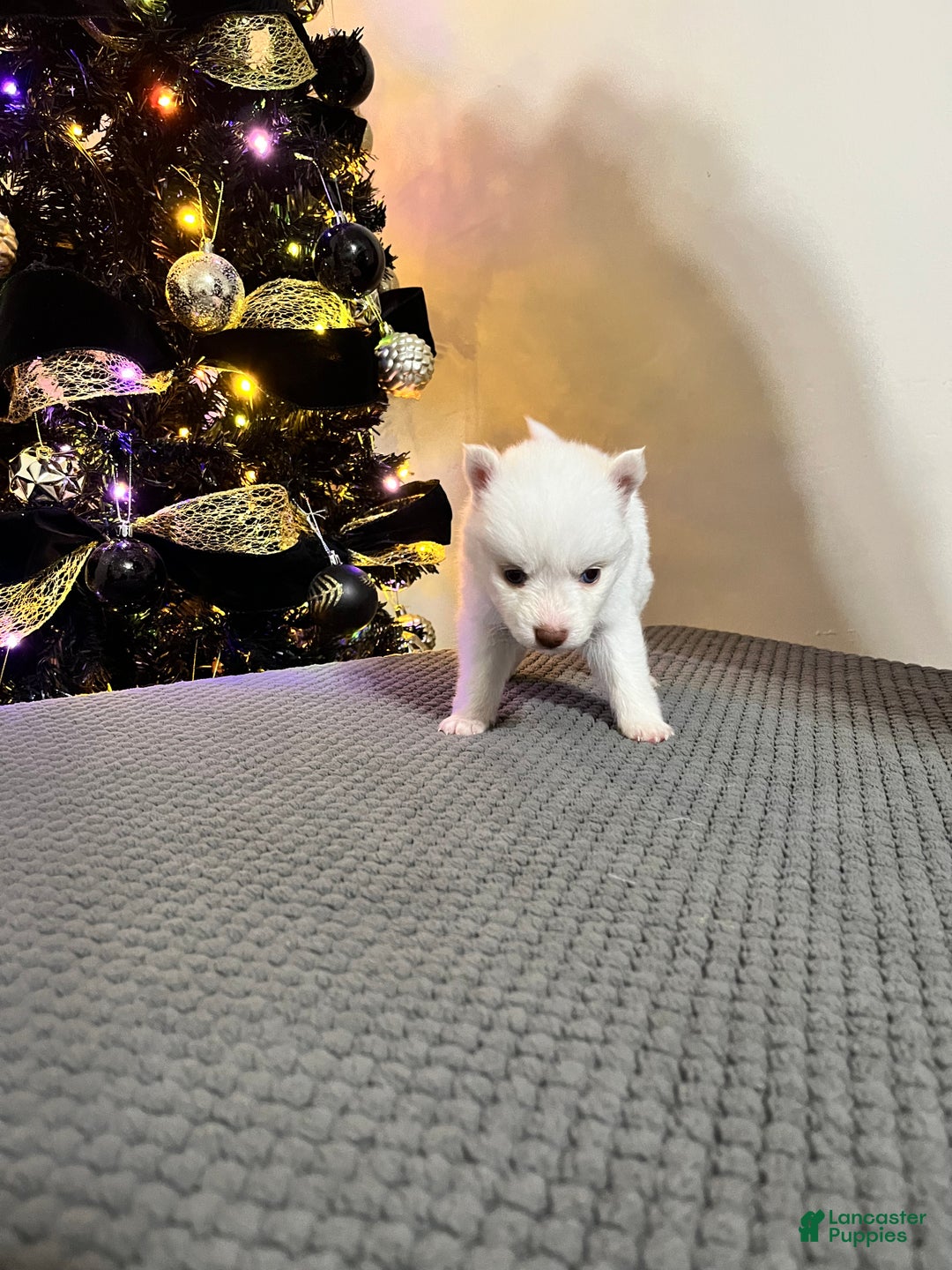 Pomsky dogs for sale: Snow White - Ad 1