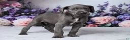 Great Dane dogs for sale: Chloe - Ad 8