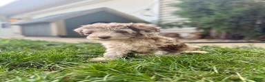 Mini Goldendoodle 2