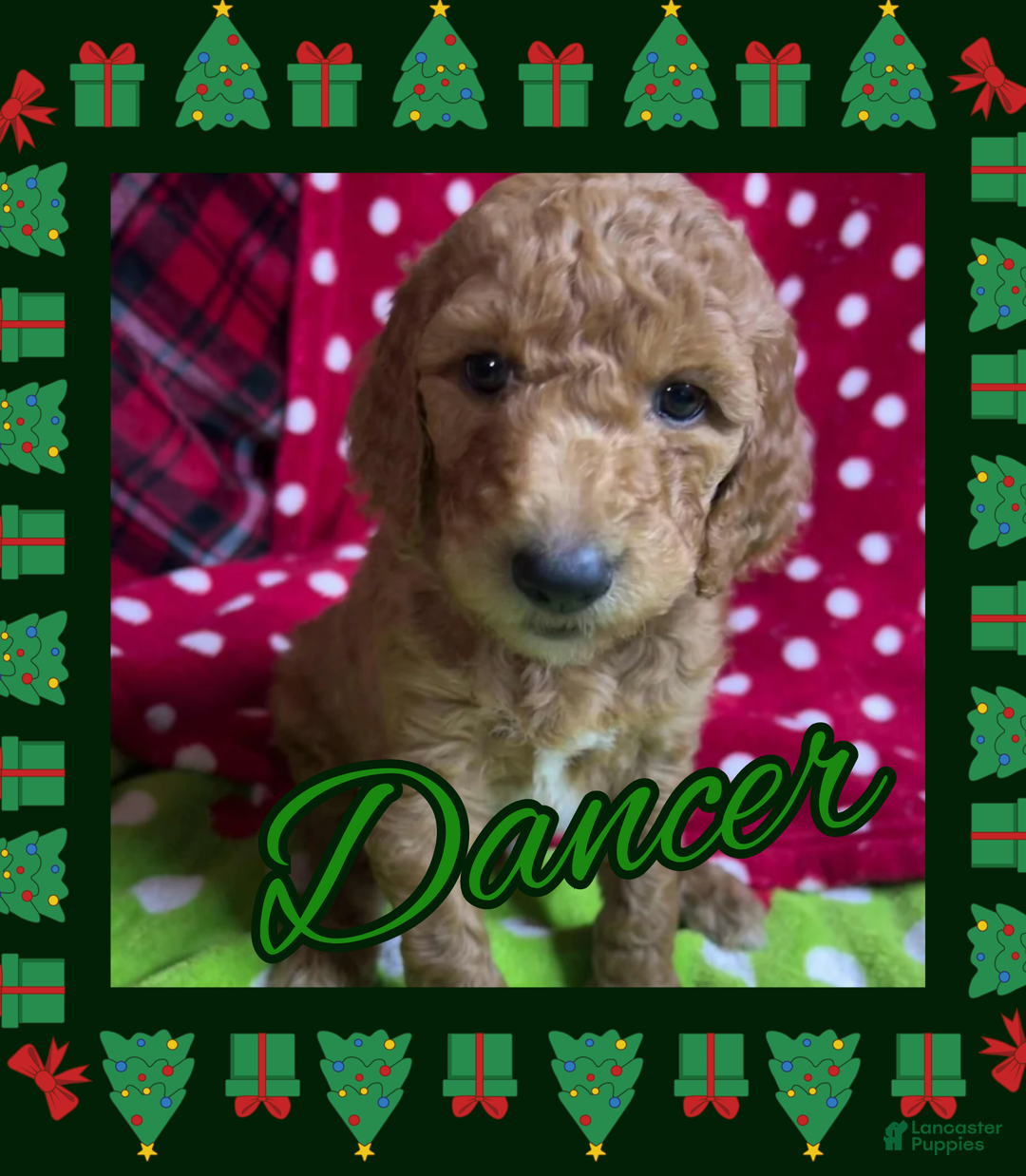 Goldendoodle dogs for sale: Cupid - Ad 5