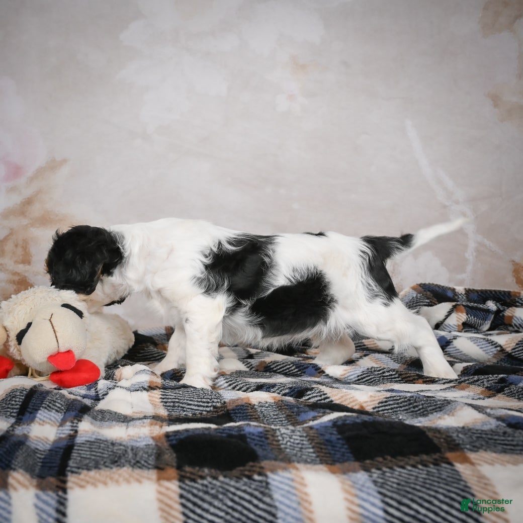 Cavalier King Charles Spaniel dogs Maggie - Ad 11