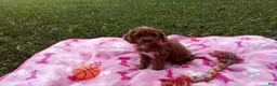 Toy Poodle dogs for sale: Honey  - Ad 3