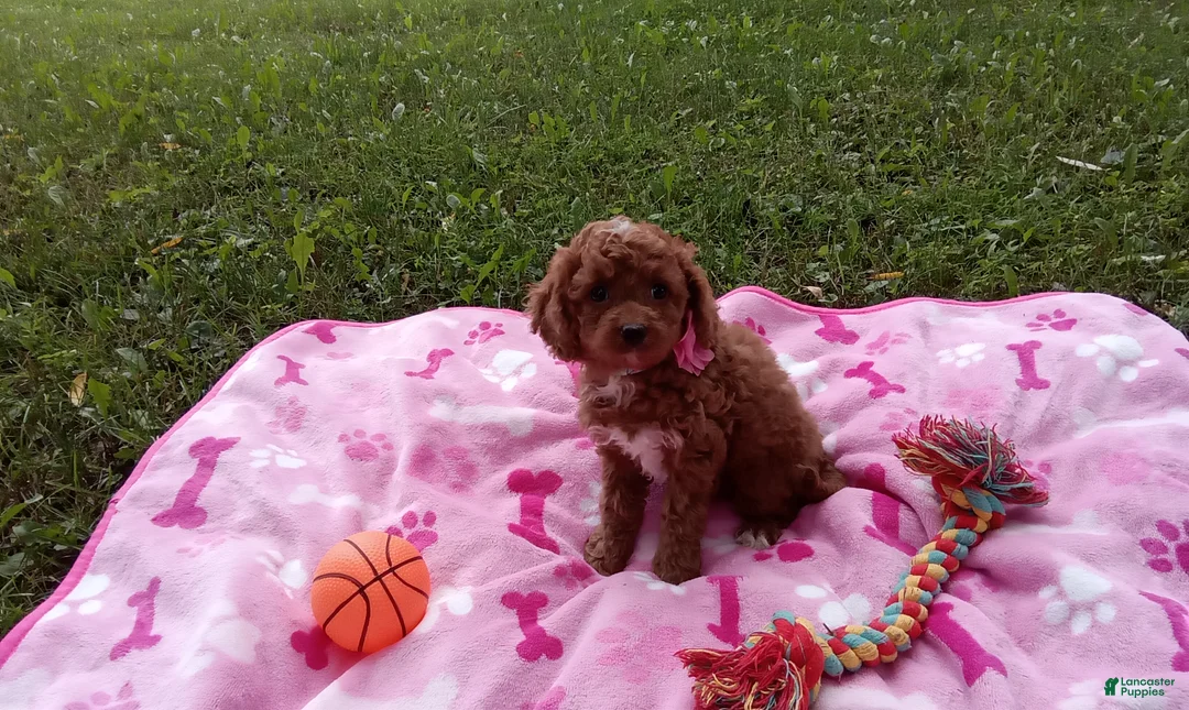 Toy Poodle dogs for sale: Honey  - Ad 3