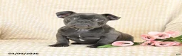 French Bulldog dogs for sale: Joy - Ad 2