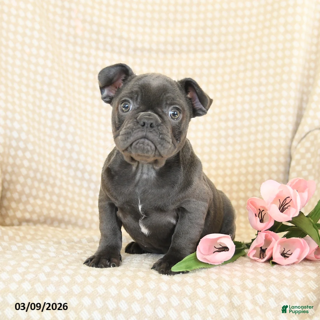 French Bulldog dogs for sale: Joy - Ad 2
