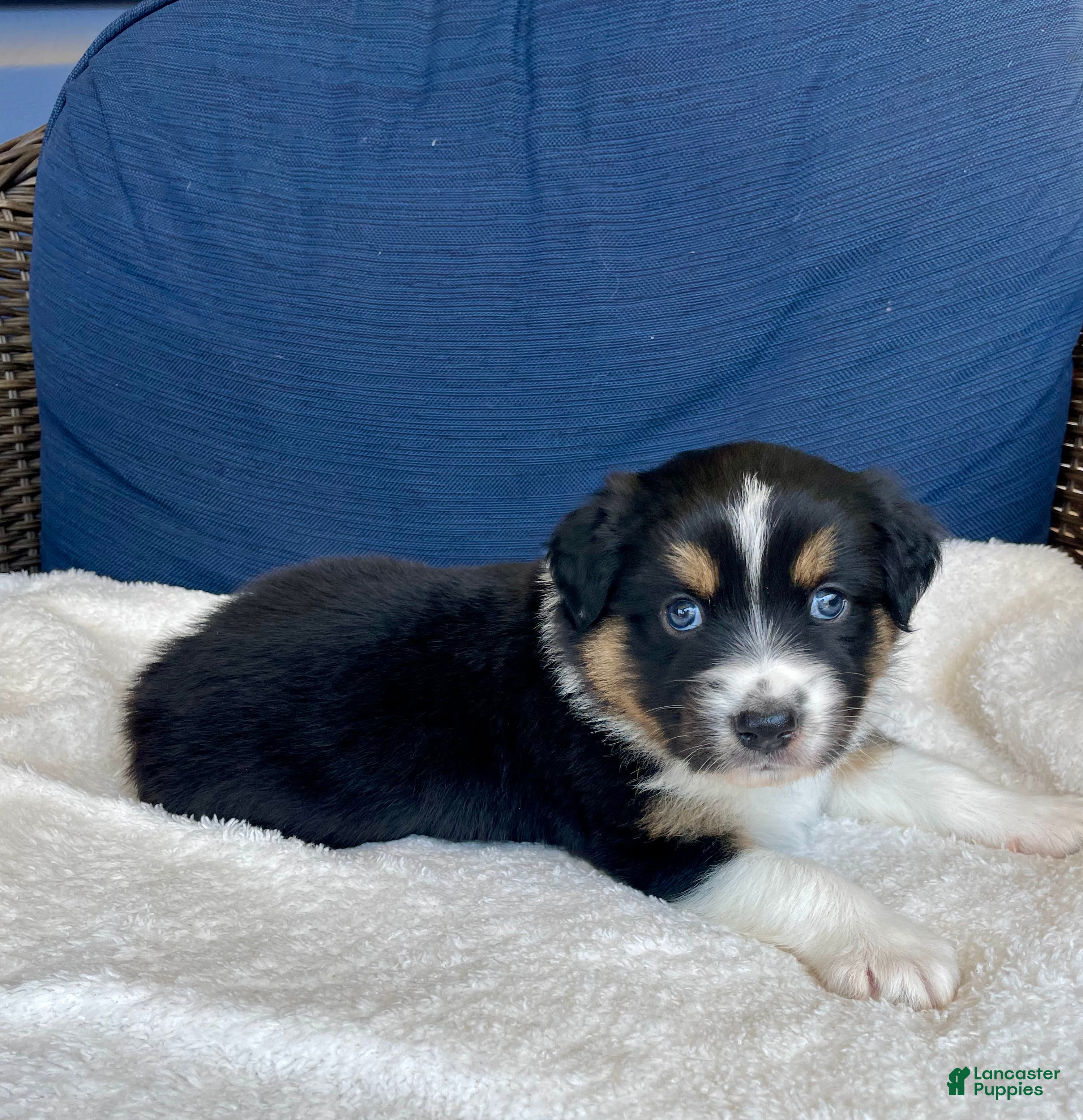 Australian Shepherd dogs Eddie - Ad 9