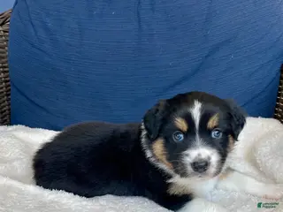 Australian Shepherd dogs Eddie - Ad 9