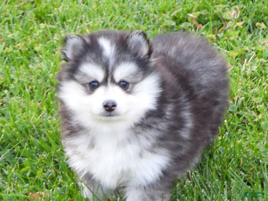 Pomsky dogs for sale: Sparky - Ad 5