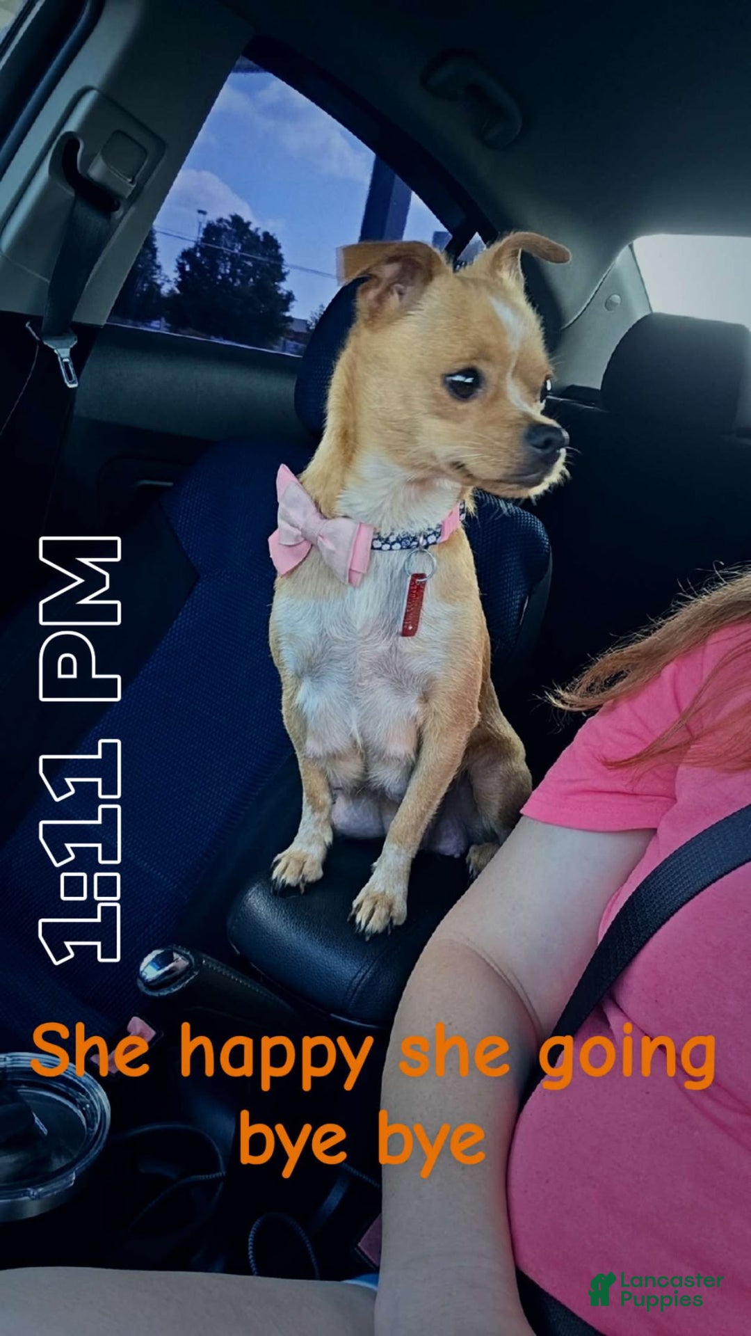 Chihuahua dogs for sale: Glitter - Ad 8