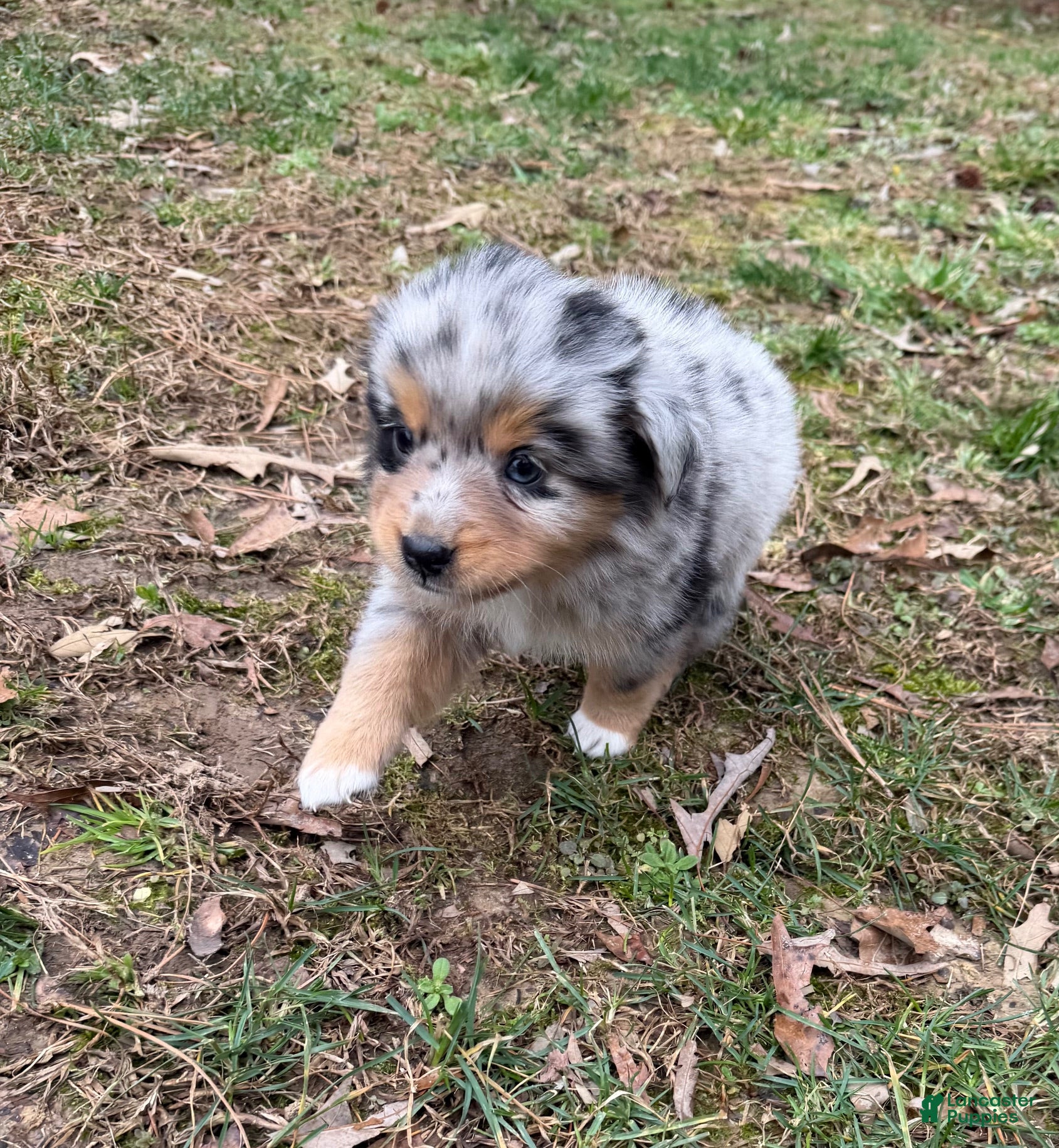 Australian Shepherd dogs Tinker Bell - Ad 1