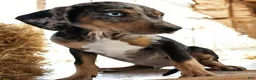 Catahoula Leopard Dog dogs for sale: Jesse 2026 M1 - Ad 4
