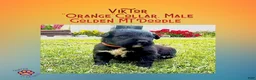 Mixed Breed dogs for sale:  ⭐ Viktor — Orange Collar • Male Golden Mountain Doodle - Ad 3