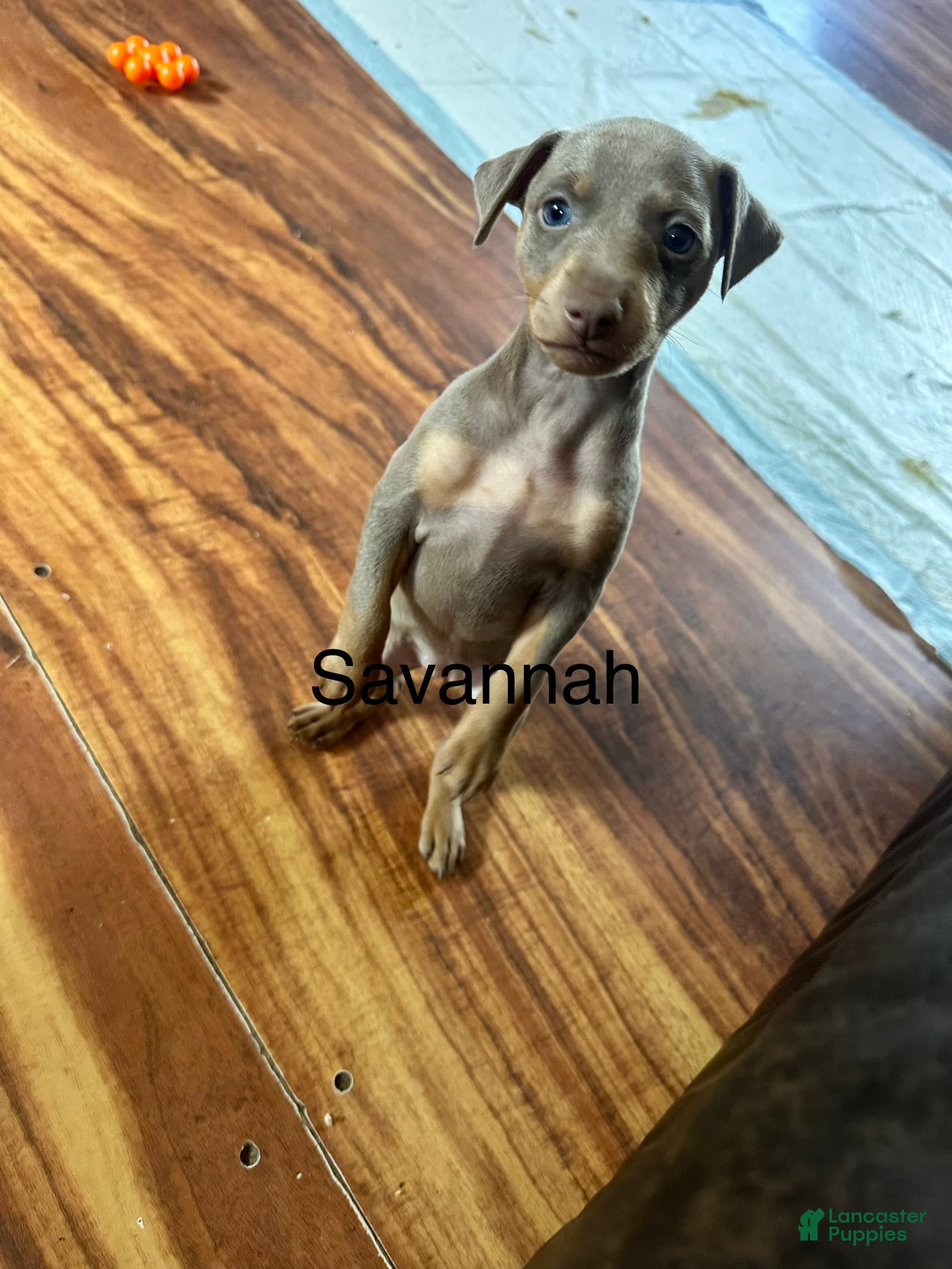 Savanna (Miniature Pinscher, Female) in Tampa, FL