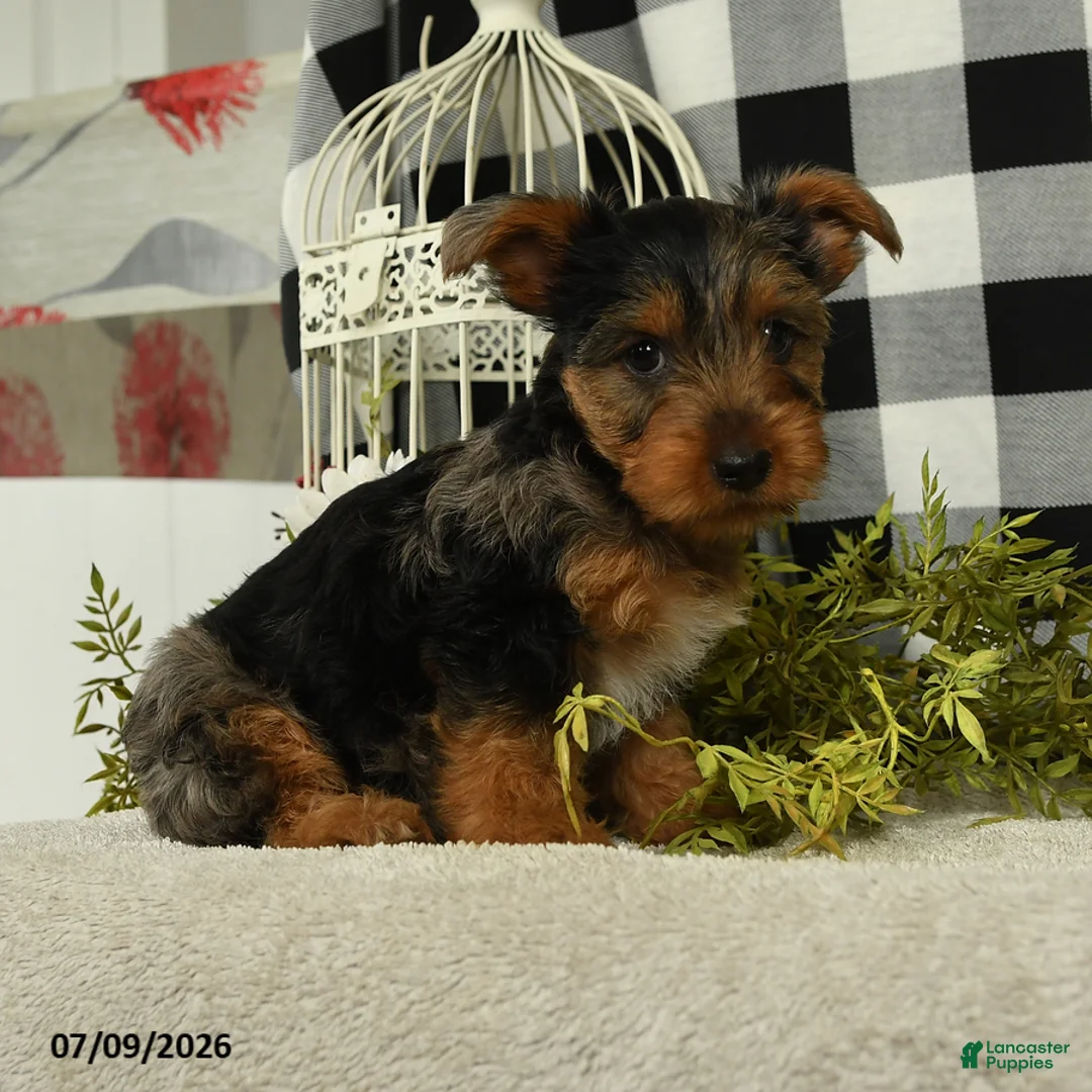 Yorkshire Terrier dogs for sale: Avalon - Ad 5