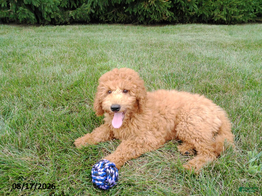 Mini Goldendoodle dogs Winston - Ad 1