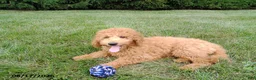 Mini Goldendoodle dogs for sale: Winston - Ad 1
