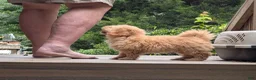 Toy Poodle dogs for sale: Toy Poodle 3 - Ad 4