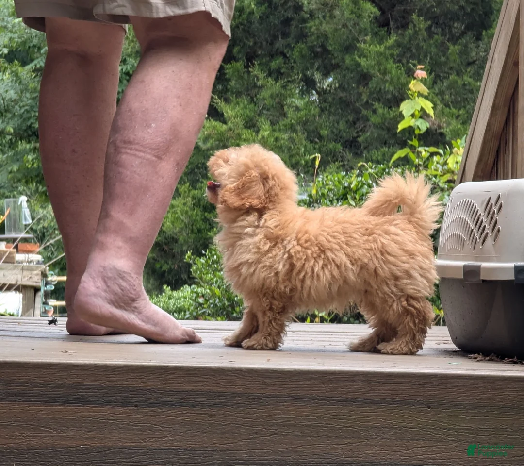 Toy Poodle dogs for sale: Toy Poodle 3 - Ad 4
