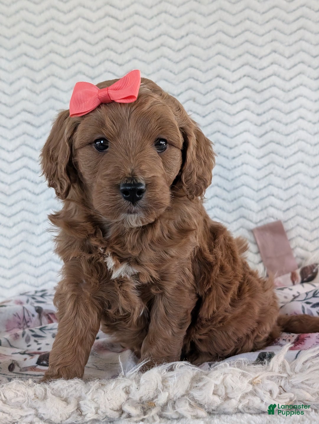 Goldendoodle dogs for sale: Gracie - Ad 1