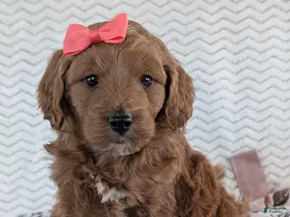 Goldendoodle dogs Gracie - Ad 6