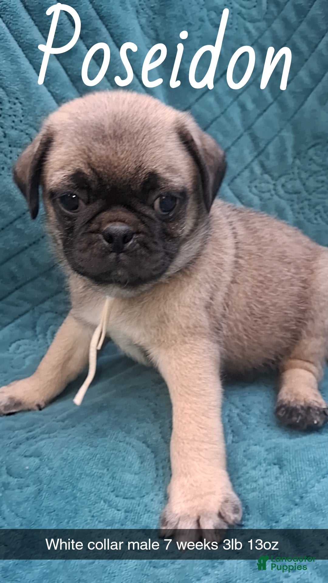 Pug dogs Poseidon  - Ad 13