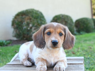 Dachshund dogs - Ad 9