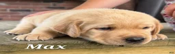 Labrador Retriever dogs for sale: Max -AKC - Ad 2