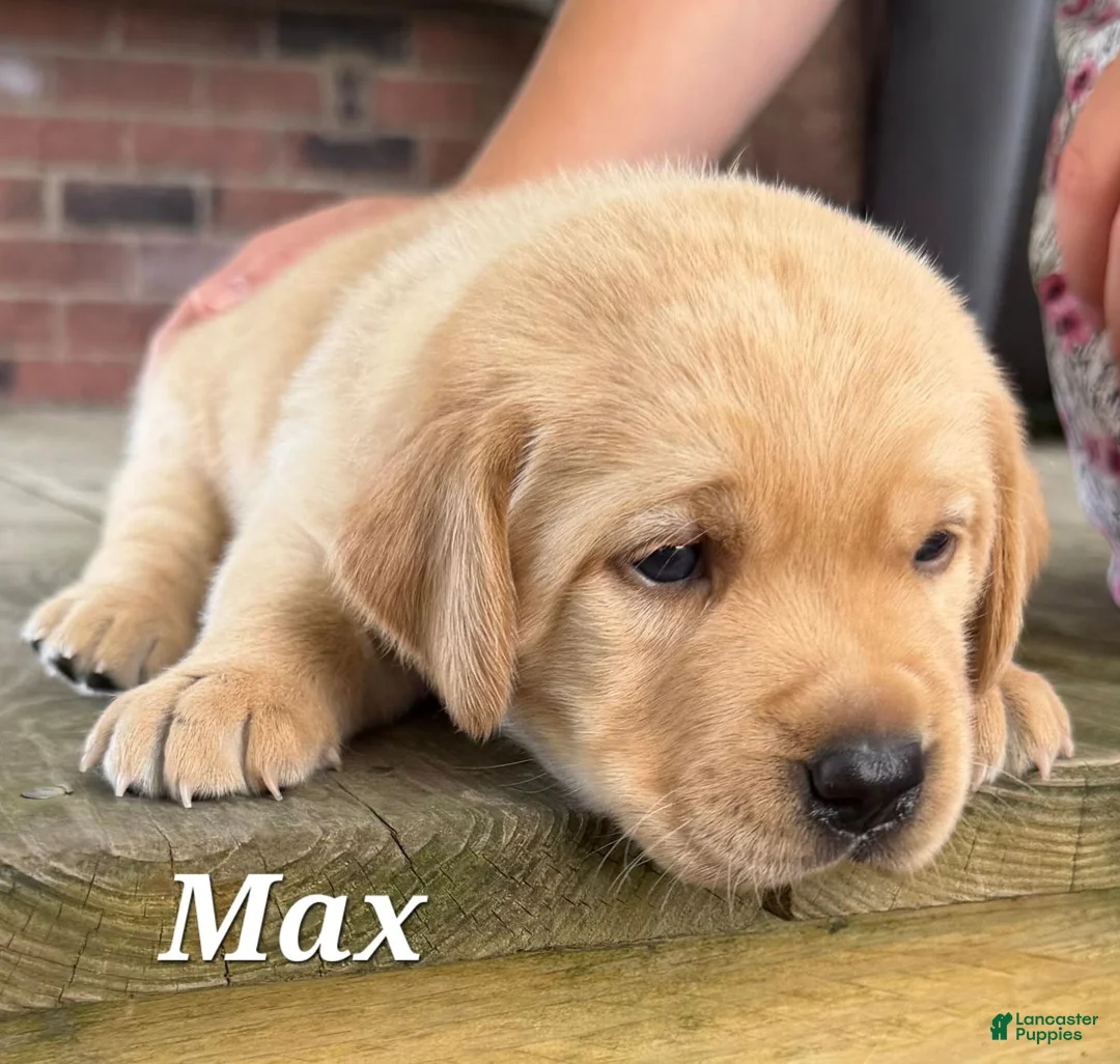 Labrador Retriever dogs for sale: Max -AKC - Ad 2