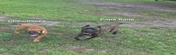 Cane Corso dogs for sale: Cane Corso 3 - Ad 7