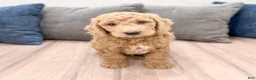 Mini Goldendoodle dogs for sale: Hank - Ad 8