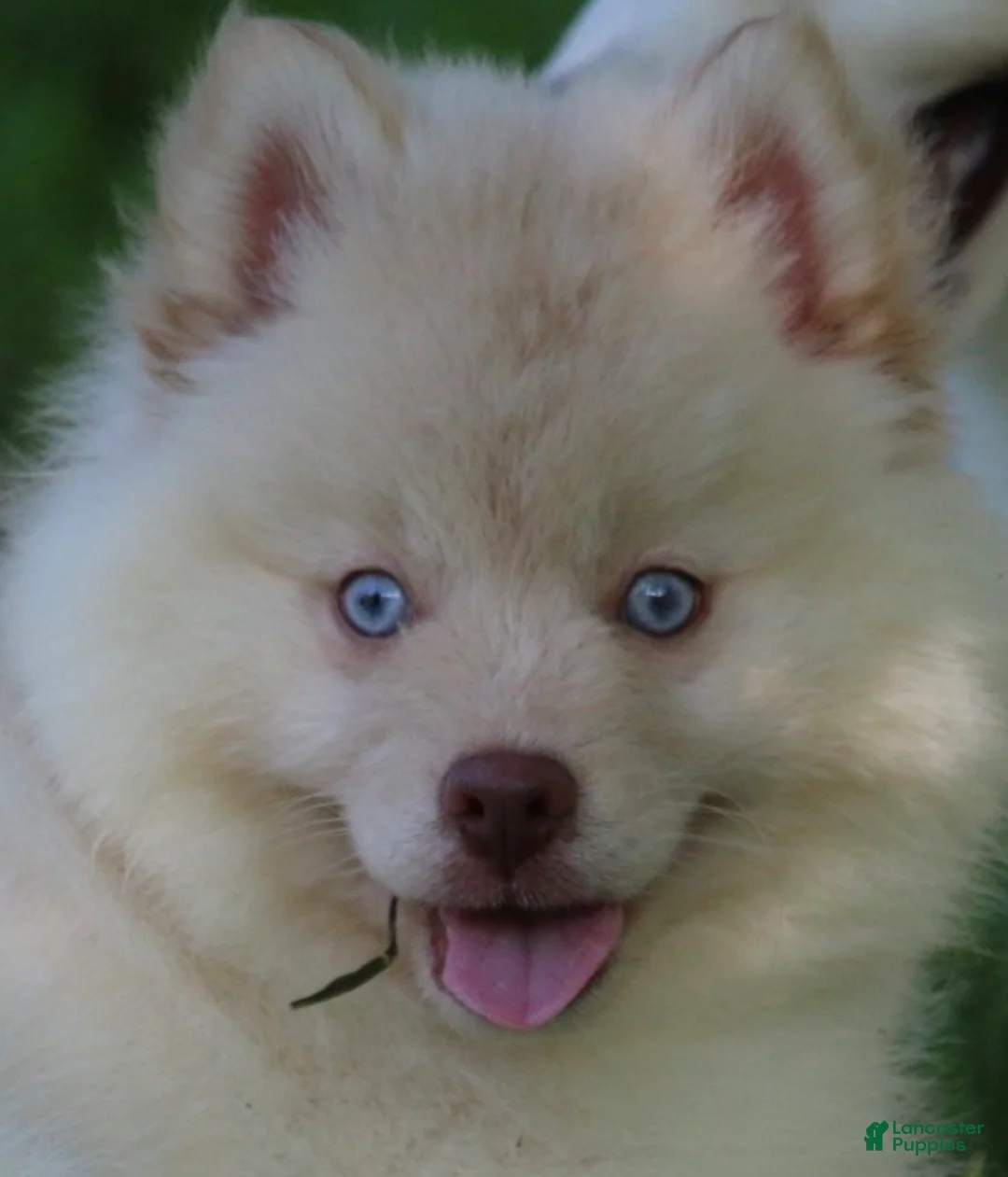 Pomsky dogs for sale: Cotton - Ad 2