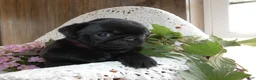 Pug dogs for sale: Pug 3 Minzi - Ad 3