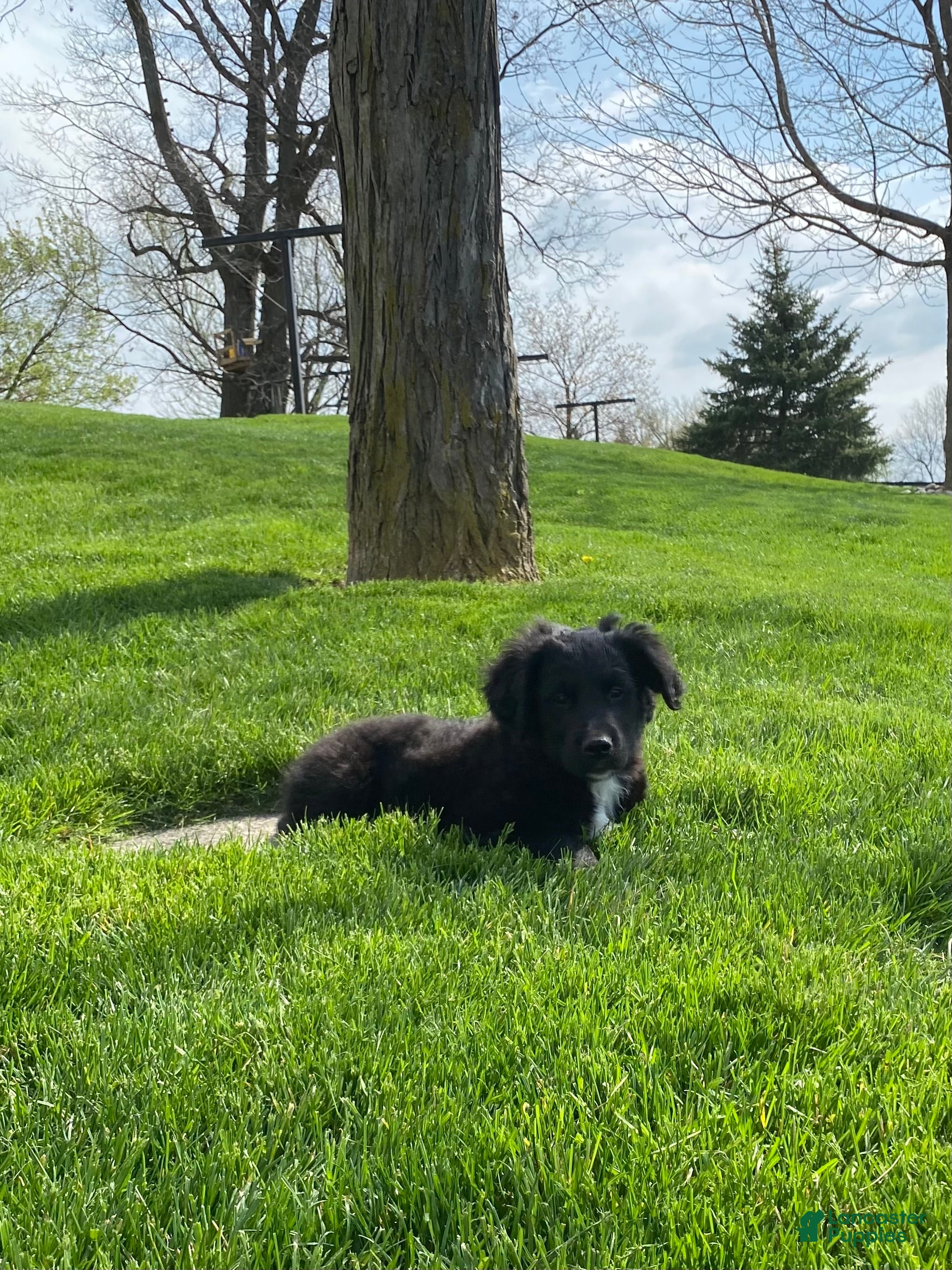 Mixed Breed dogs Max - Ad 1