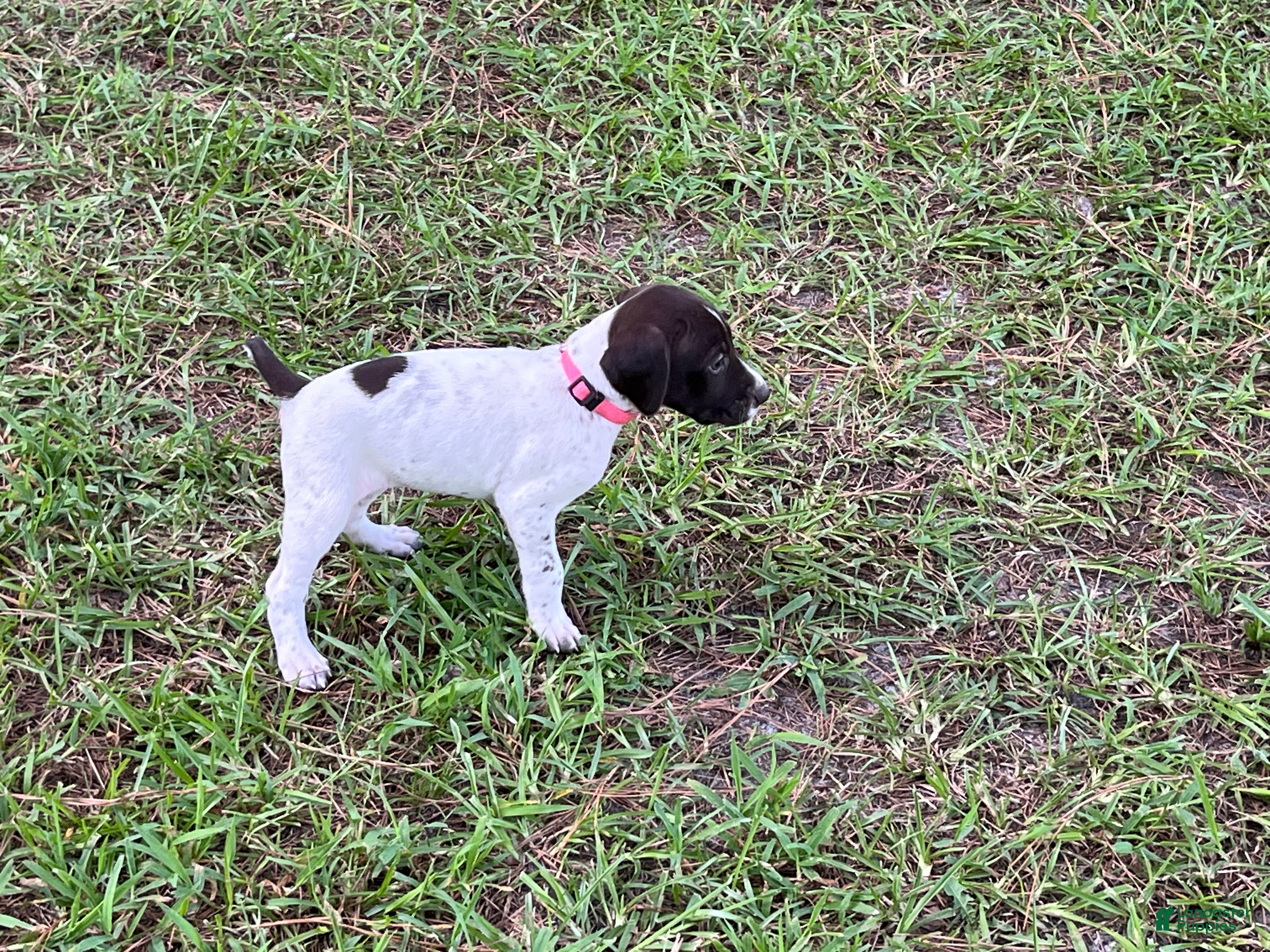 German Shorthaired Pointer dogs German Shorthaired Pointer (FEMALE A) - Ad 2