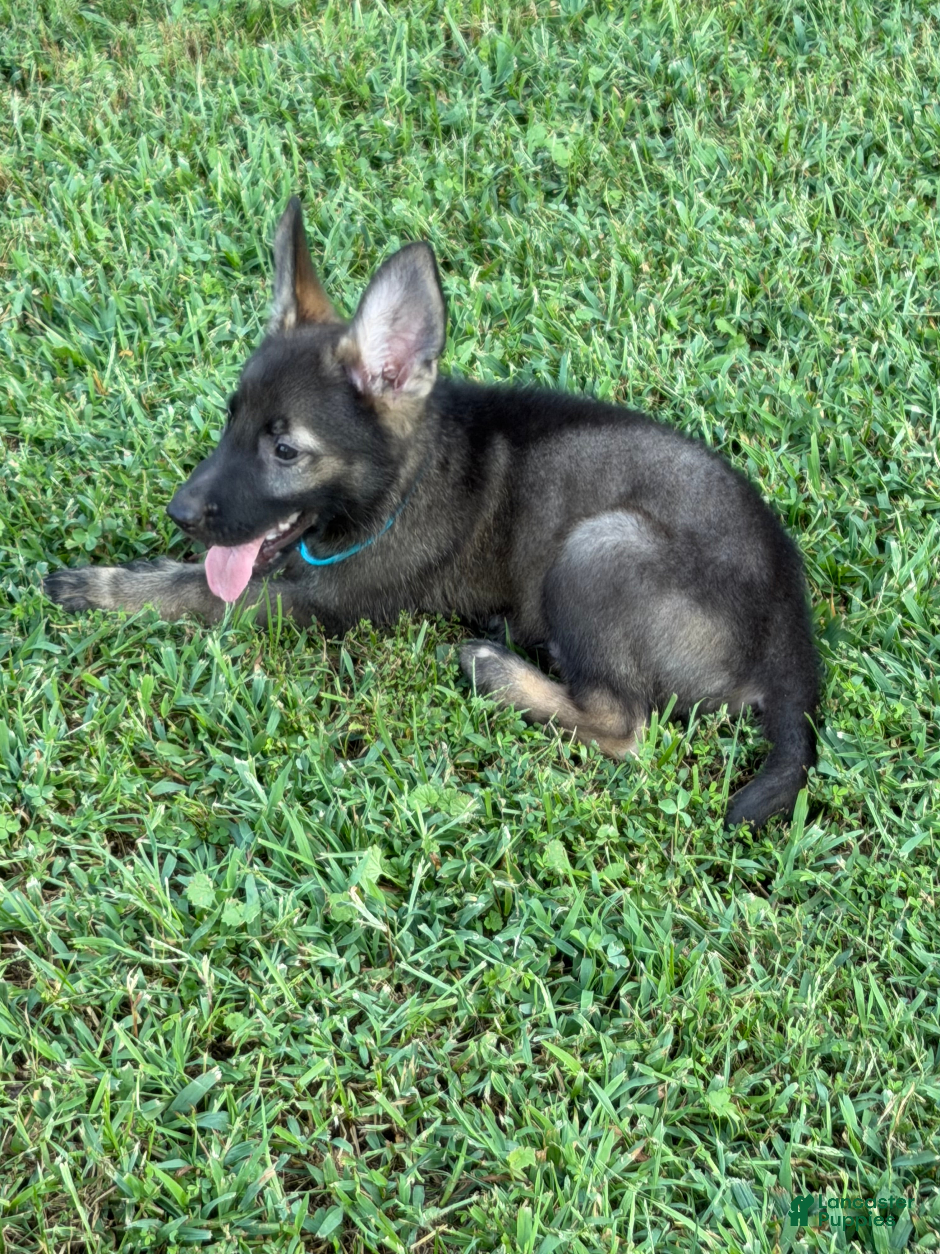 German Shepherd dogs German Shepherd Light Blue Collar - Ad 1