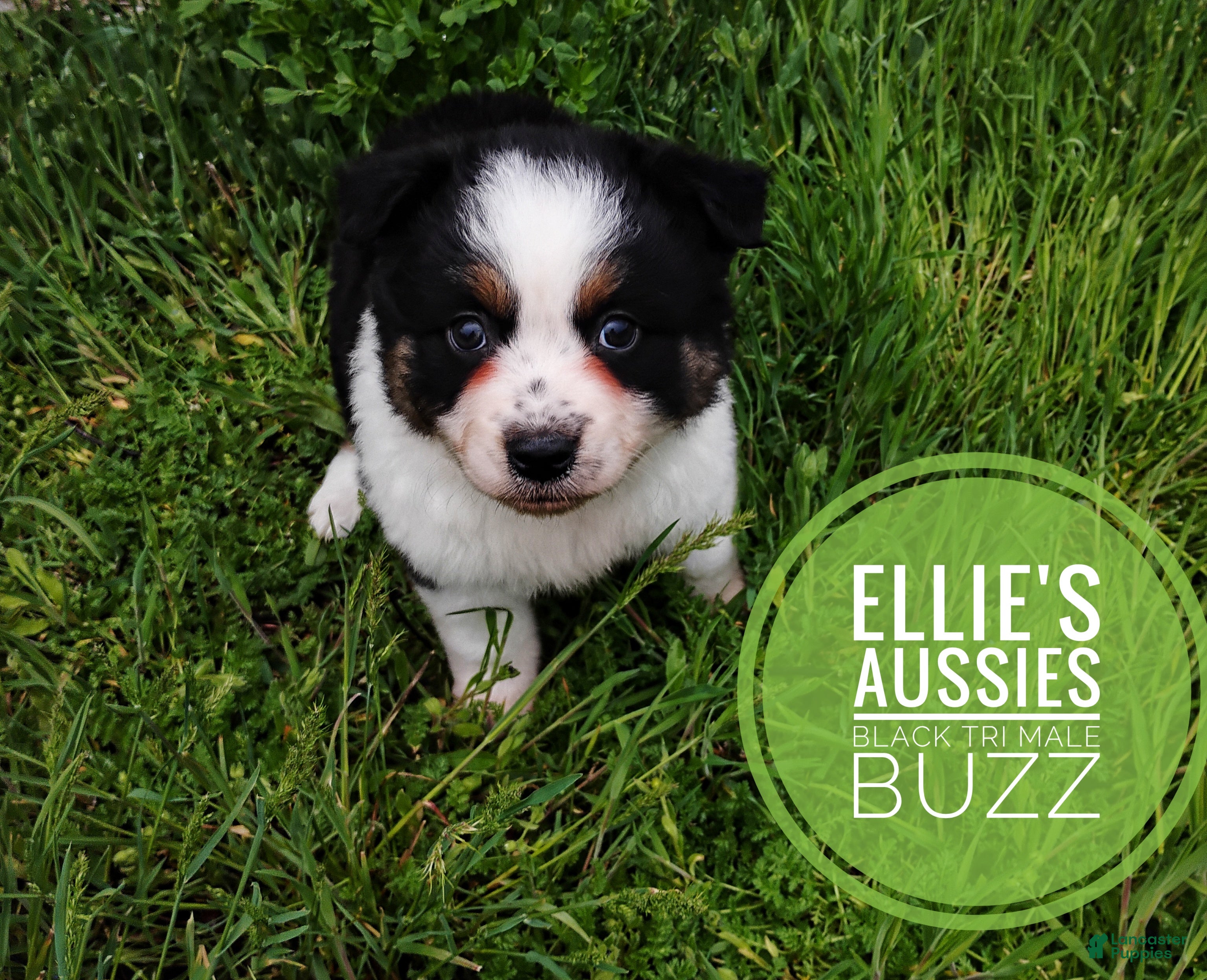 Miniature Australian Shepherd dogs Miniature Australian Shepherd Puppy 1 - Ad 1