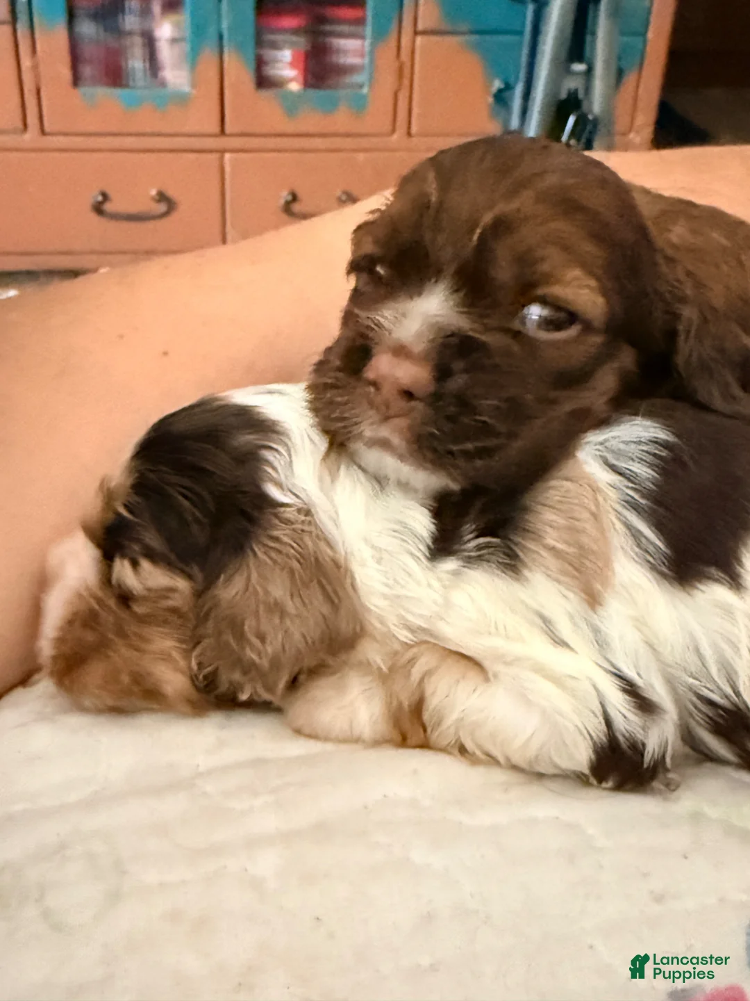 Cavalier King Charles Spaniel dogs for sale: Ruby 2 - Cavalier King Charles Spaniel Puppy 2 - Ad 2
