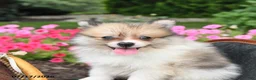 Pomeranian dogs for sale: Ronnie - Ad 3