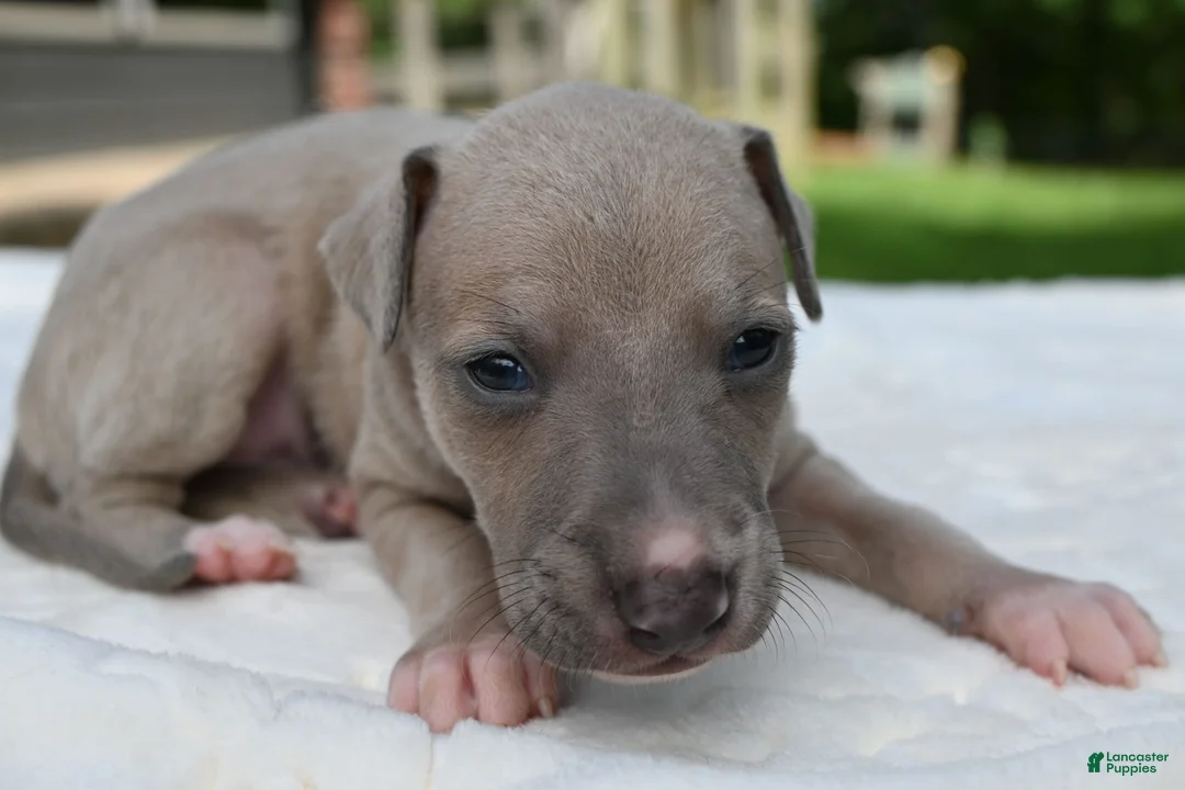 Italian Greyhound dogs for sale: Quinn - Ad 1