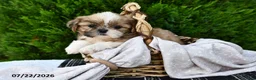 Shih Tzu dogs for sale: Carmel - Ad 5