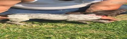 German Shorthaired Pointer dogs for sale: German Shorthaired Pointer 3 - Ad 1