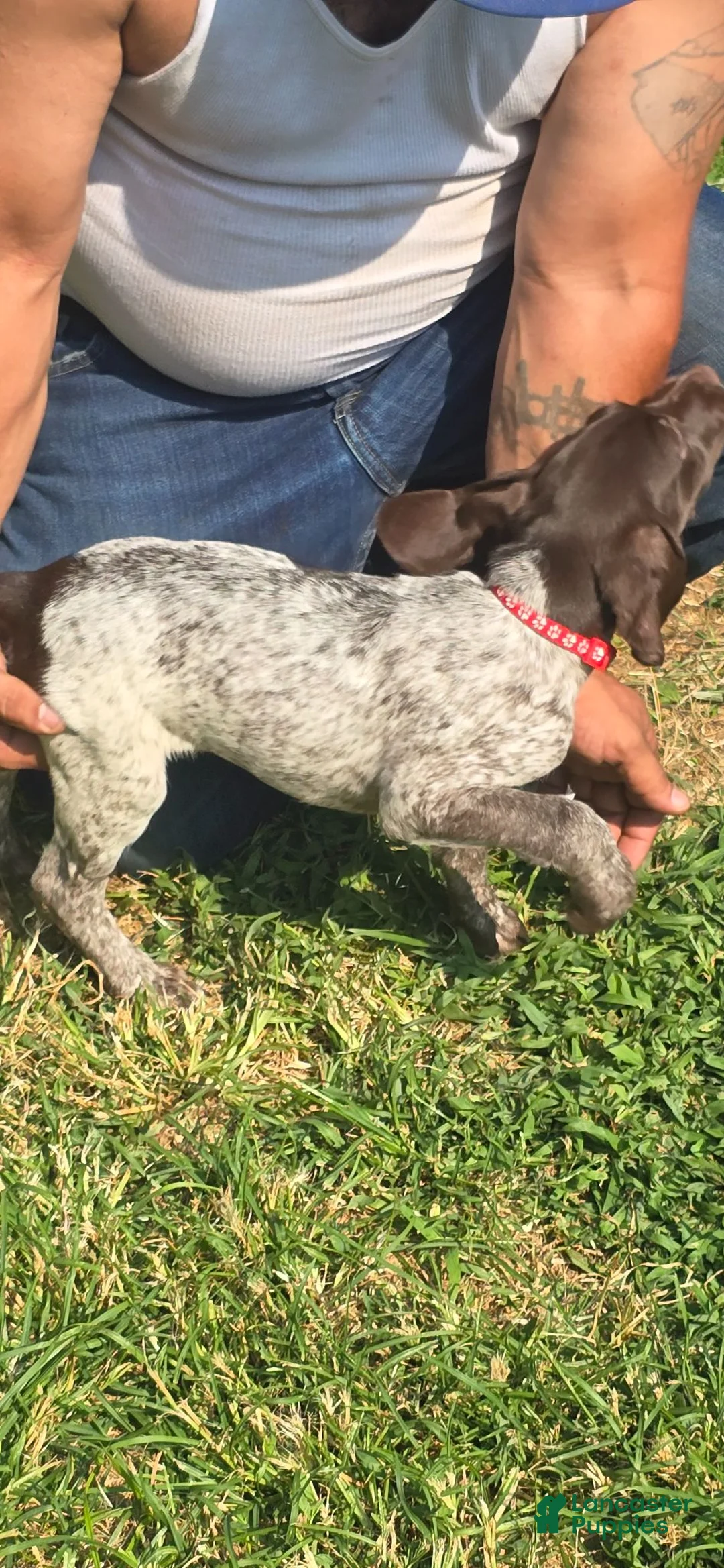 German Shorthaired Pointer dogs for sale: German Shorthaired Pointer 3 - Ad 1