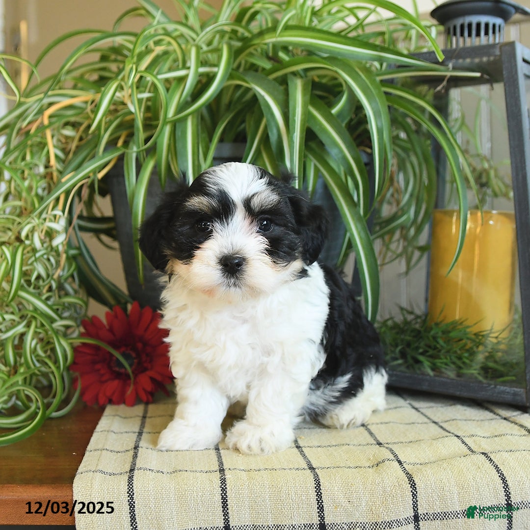 Havanese dogs for sale: Sophie - Ad 1
