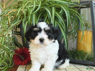 Havanese dogs Sophie - Ad 40
