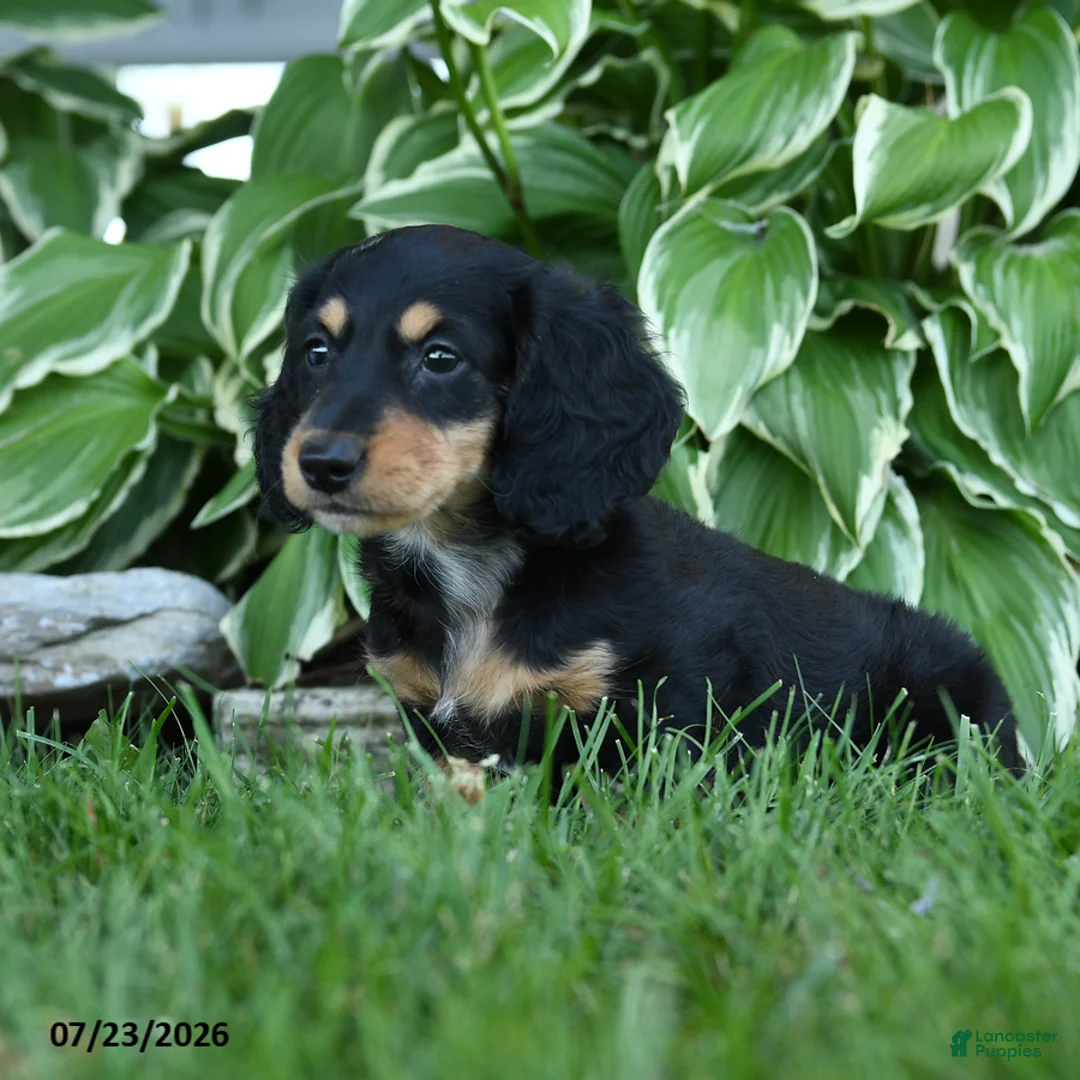 Miniature Dachshund dogs for sale: Winston - Ad 2