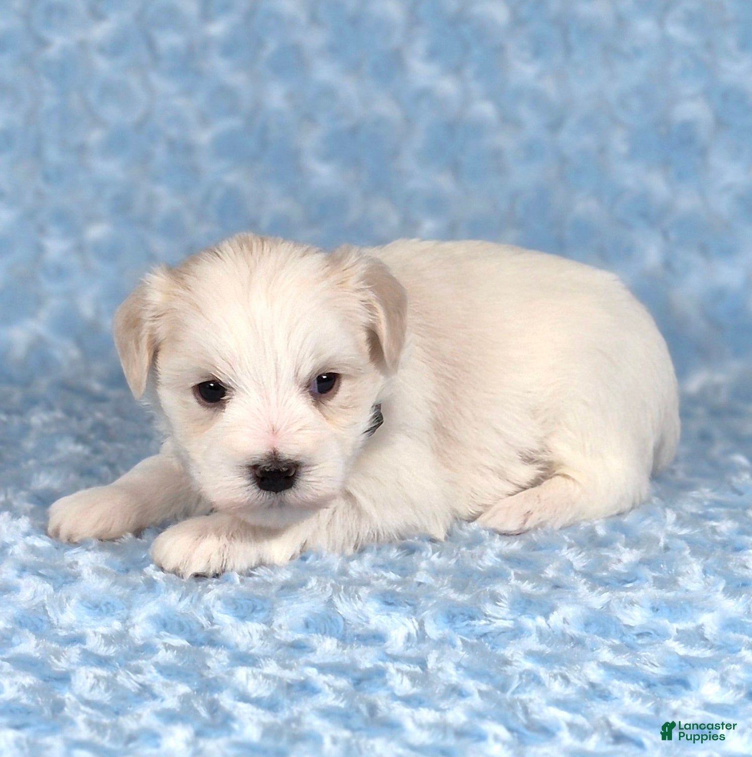 Miniature Schnauzer dogs for sale: Winston - Ad 2