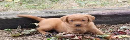 Labrador Retriever dogs for sale: Pumpkin - Ad 6