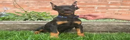 Doberman Pinscher dogs for sale: Amika - Ad 4